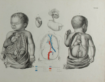 WBW 55732
<br/>
Erklärungen zum geburtshülflicher Atlas
<br/>
<em></em>